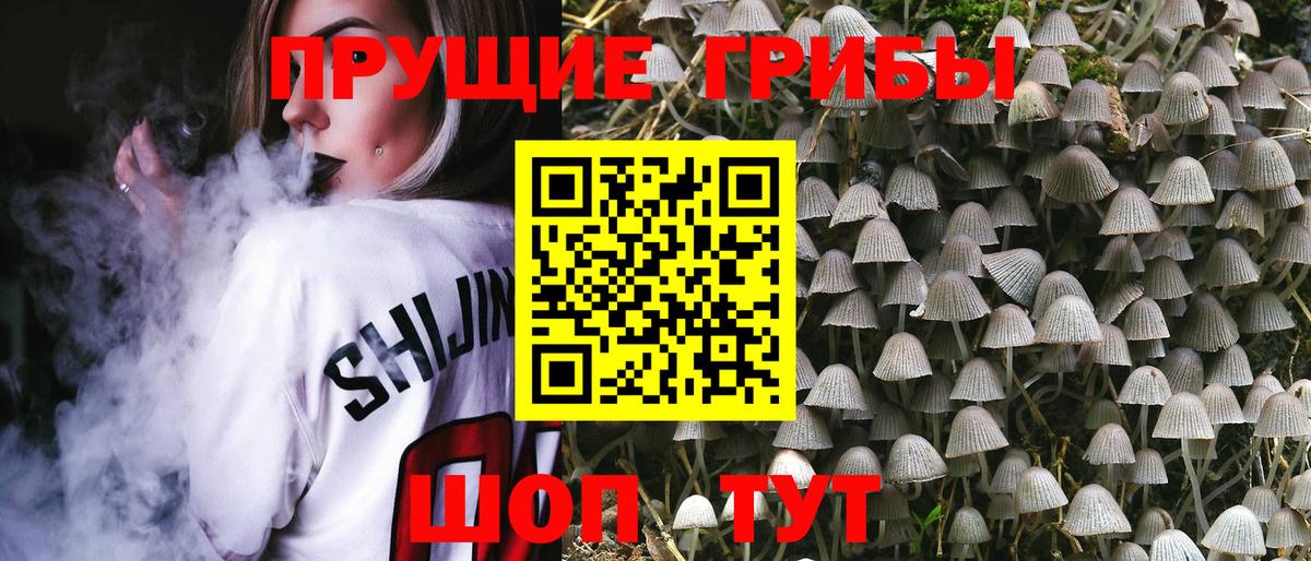 Кудрово  Псилоцибиновые грибы Psilocybine cubensis  Вход с VPN 